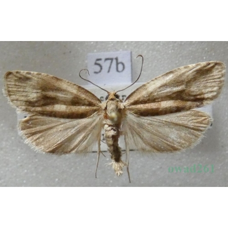 Pseudosciaphila branderiana (Linnaeus, 1758) Czech57b